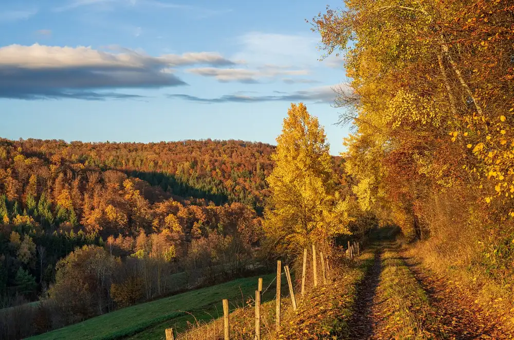 A country lane with trees in autumn colours near Beilstein, Germany