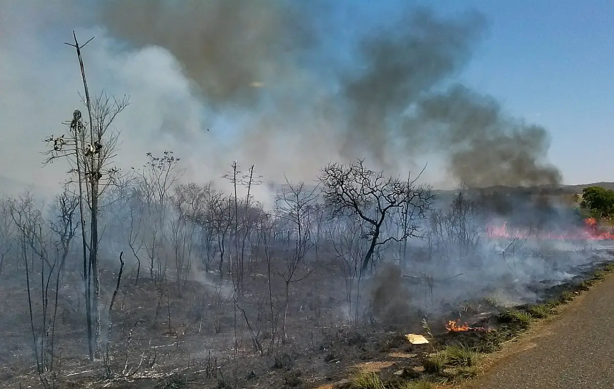 Burnt, dry land in Brazil's cerrado during the dry season