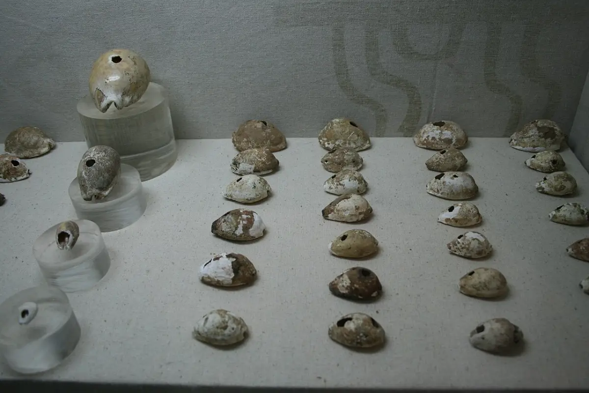 Cowrie shells once used as money in ancient China, in the Yinxu Museum, Anyang